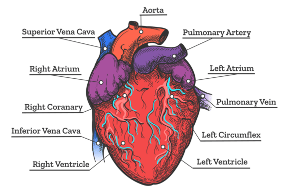 Heart Anatomy Medical Illustration