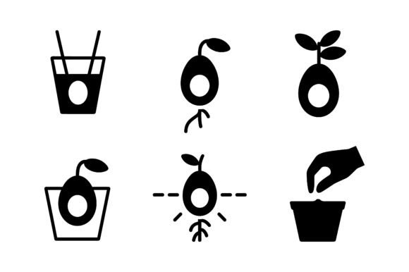 The Magic of Life: Exploring the Avocado Plant Growing Stages